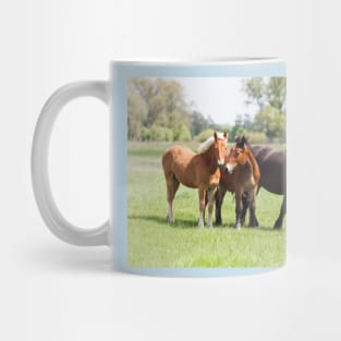 Three horses on pasture looking at camera Mug